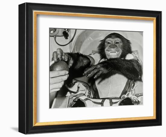 Chimp Ham After Mercury MR2 Flight-null-Framed Photographic Print