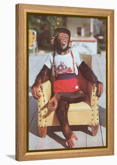 Chimp Sitting in Armchair-null-Framed Stretched Canvas
