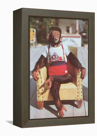 Chimp Sitting in Armchair-null-Framed Stretched Canvas