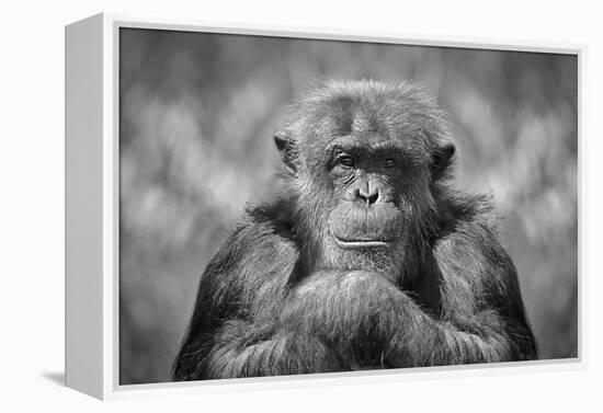 Chimp-SD Smart-Framed Premier Image Canvas