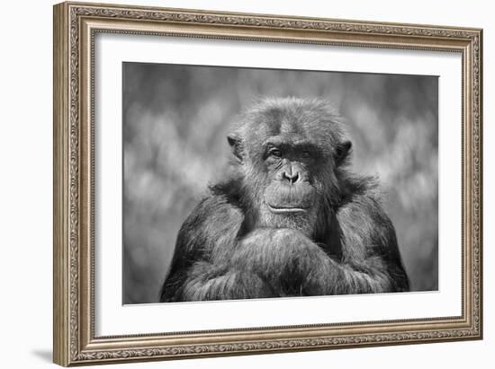 Chimp-SD Smart-Framed Photographic Print