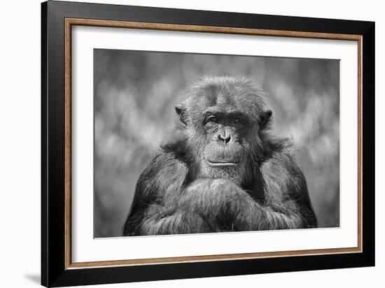 Chimp-SD Smart-Framed Photographic Print