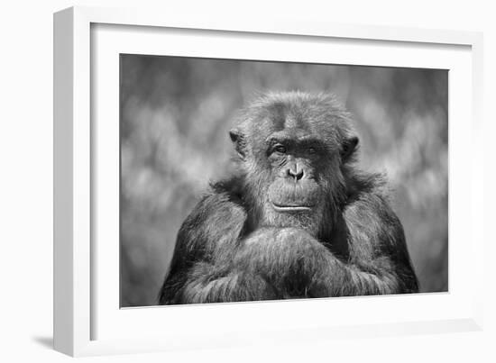 Chimp-SD Smart-Framed Photographic Print