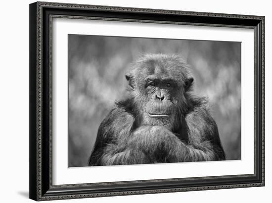 Chimp-SD Smart-Framed Photographic Print