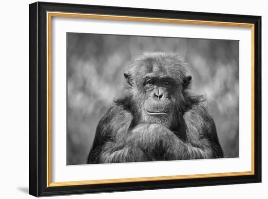 Chimp-SD Smart-Framed Photographic Print