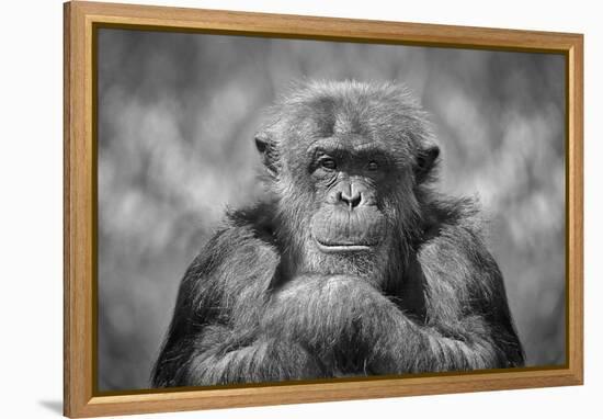 Chimp-SD Smart-Framed Premier Image Canvas