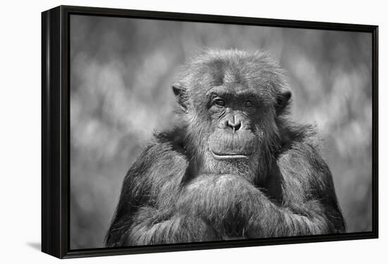 Chimp-SD Smart-Framed Premier Image Canvas