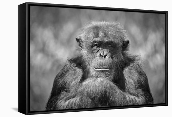 Chimp-SD Smart-Framed Premier Image Canvas