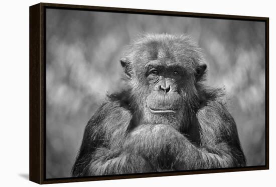 Chimp-SD Smart-Framed Premier Image Canvas