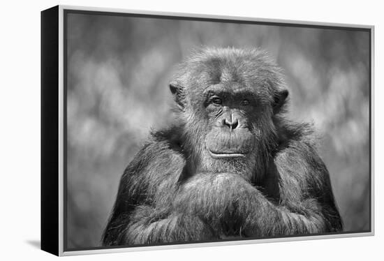 Chimp-SD Smart-Framed Premier Image Canvas