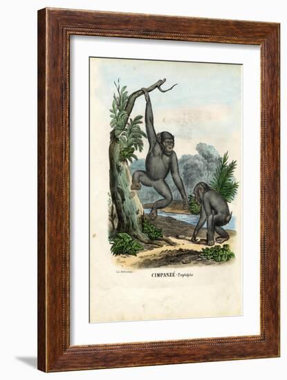 Chimpanzee, 1863-79-Raimundo Petraroja-Framed Giclee Print