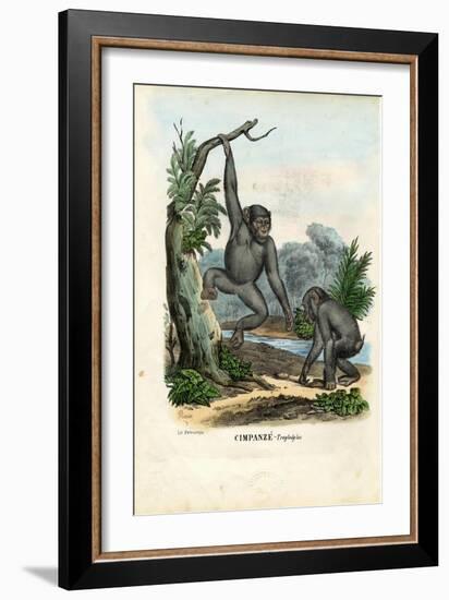 Chimpanzee, 1863-79-Raimundo Petraroja-Framed Giclee Print