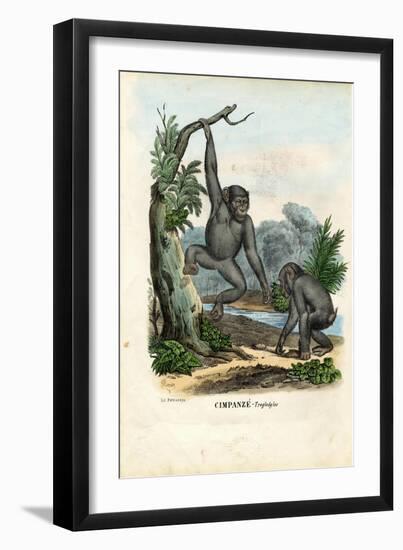 Chimpanzee, 1863-79-Raimundo Petraroja-Framed Giclee Print