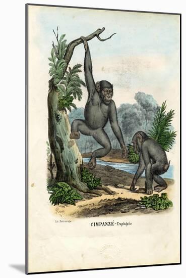 Chimpanzee, 1863-79-Raimundo Petraroja-Mounted Giclee Print