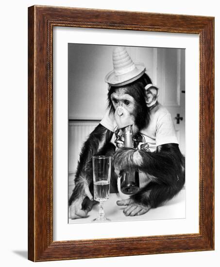 Chimpanzee at Twycross Zoo 1988-Staff-Framed Photographic Print