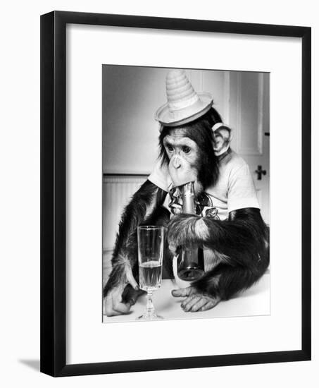 Chimpanzee at Twycross Zoo 1988-Staff-Framed Photographic Print