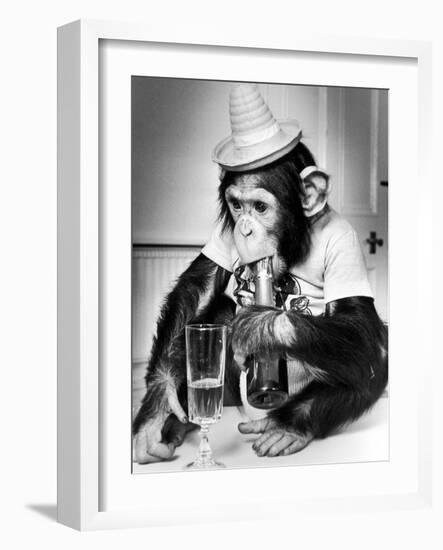 Chimpanzee at Twycross Zoo 1988-Staff-Framed Photographic Print