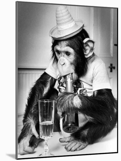 Chimpanzee at Twycross Zoo 1988-Staff-Mounted Photographic Print