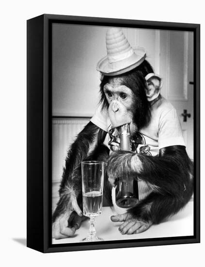 Chimpanzee at Twycross Zoo 1988-Staff-Framed Premier Image Canvas