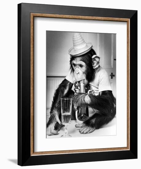 Chimpanzee at Twycross Zoo 1988-Staff-Framed Photographic Print