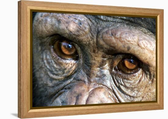 Chimpanzee, Close-Up of Eyes-null-Framed Premier Image Canvas
