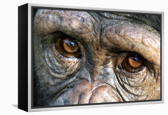 Chimpanzee, Close-Up of Eyes-null-Framed Premier Image Canvas