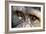 Chimpanzee, Close-Up of Eyes-null-Framed Photographic Print