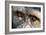 Chimpanzee, Close-Up of Eyes-null-Framed Photographic Print