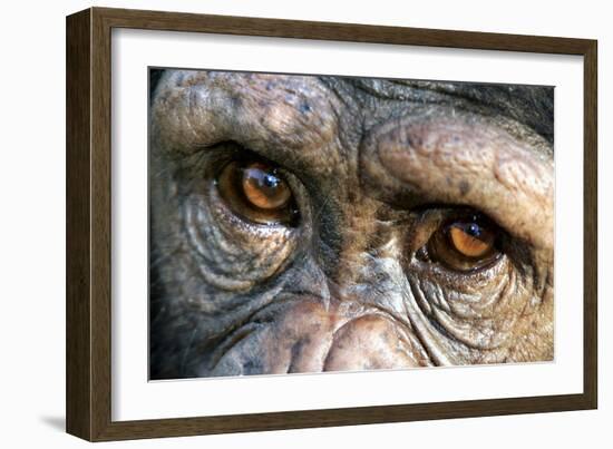 Chimpanzee, Close-Up of Eyes-null-Framed Photographic Print