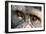 Chimpanzee, Close-Up of Eyes-null-Framed Photographic Print