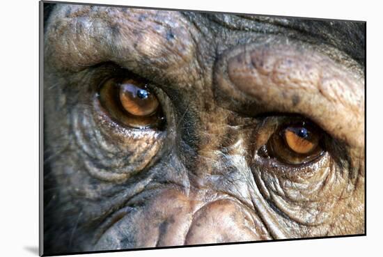 Chimpanzee, Close-Up of Eyes-null-Mounted Photographic Print