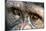 Chimpanzee, Close-Up of Eyes-null-Mounted Photographic Print