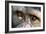 Chimpanzee, Close-Up of Eyes-null-Framed Photographic Print