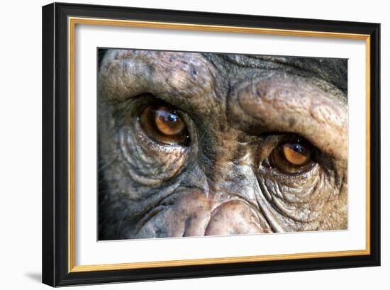 Chimpanzee, Close-Up of Eyes--Framed Photographic Print
