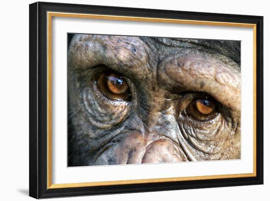 Chimpanzee, Close-Up of Eyes-null-Framed Photographic Print