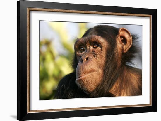 Chimpanzee, Close-Up of Face-null-Framed Photographic Print