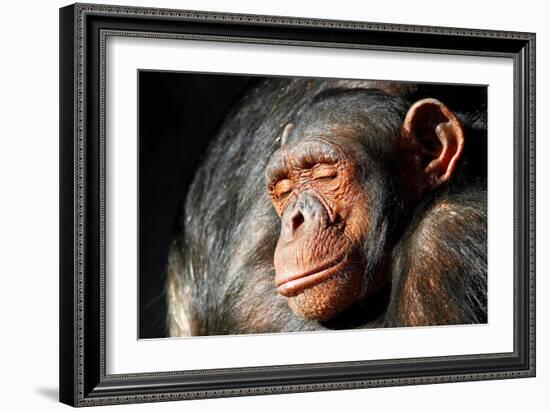 Chimpanzee Cuddle-Lantern Press-Framed Art Print