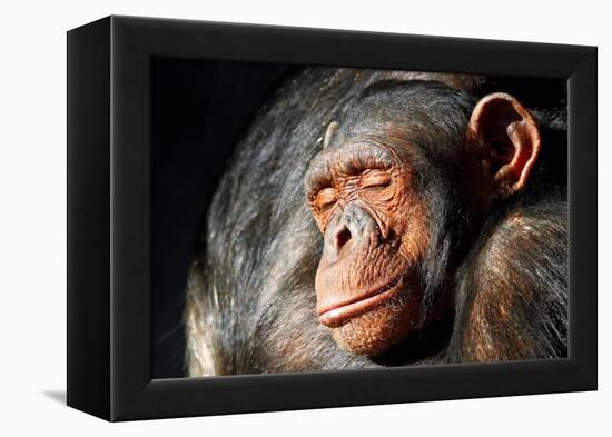 Chimpanzee Cuddle-Lantern Press-Framed Stretched Canvas