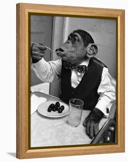 Chimpanzee Dining at a Table-null-Framed Premier Image Canvas