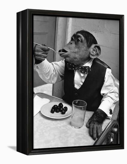 Chimpanzee Dining at a Table-null-Framed Premier Image Canvas