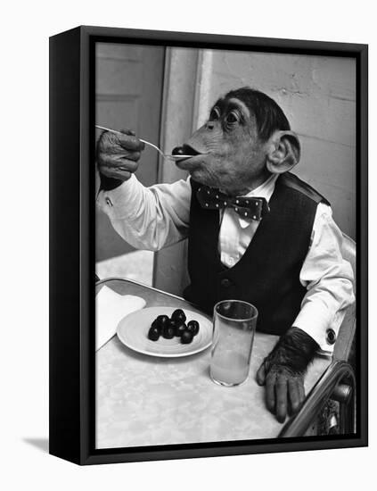 Chimpanzee Dining at a Table-null-Framed Premier Image Canvas