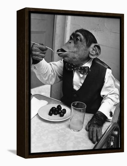 Chimpanzee Dining at a Table-null-Framed Premier Image Canvas