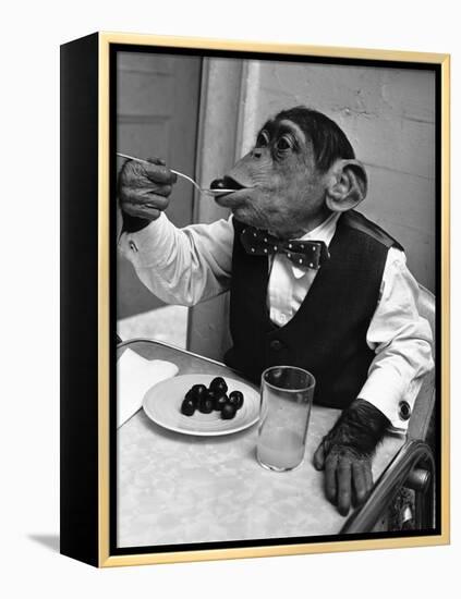 Chimpanzee Dining at a Table-null-Framed Premier Image Canvas