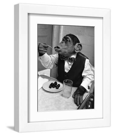 【Chimさん専用】マスター写真集 BLACK & WHITE Chimpanzee Black and White Photography Wall Art: Prints, Paintings
