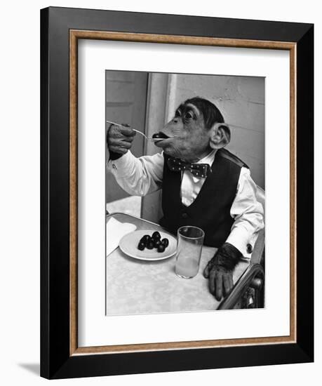 Chimpanzee Dining at a Table-null-Framed Photographic Print