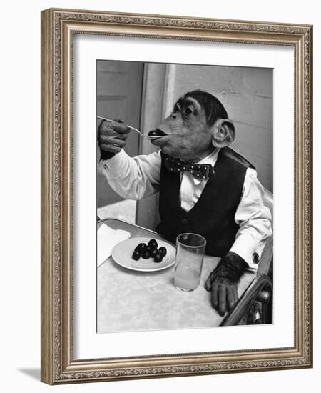 Chimpanzee Dining at a Table-null-Framed Photographic Print