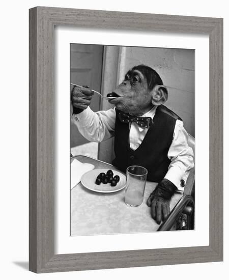 Chimpanzee Dining at a Table--Framed Photographic Print