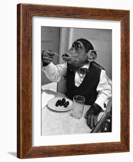 Chimpanzee Dining at a Table-null-Framed Photographic Print