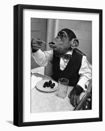 Chimpanzee Dining at a Table--Framed Photographic Print