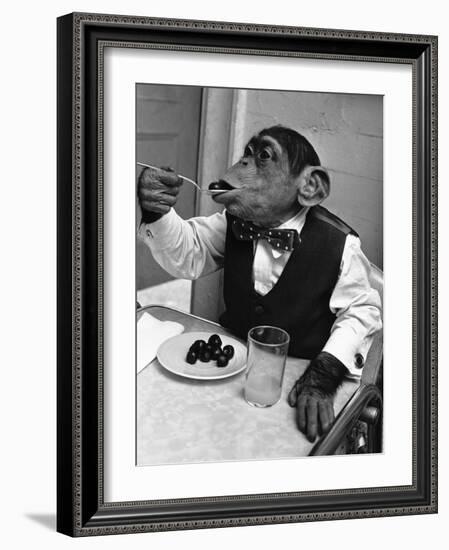 Chimpanzee Dining at a Table-null-Framed Photographic Print